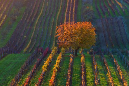 Foto de Hermoso paisaje de coloridos viñedos de otoño en la República Checa cerca del pueblo de Cejkovice - Imagen libre de derechos