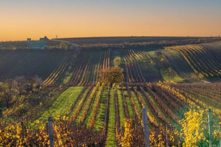 Téléchargez les photos : Vignobles en Moravie du Sud en République tchèque. - en image libre de droit