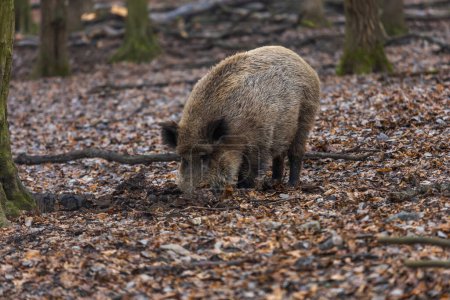 Wildschweine - Sus scrofa - im Wald und an der in ihrem natürlichen Lebensraum. Foto von wilder Natur.