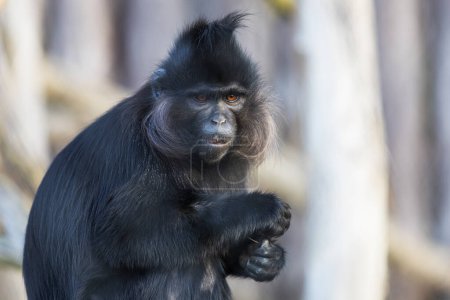 Foto de Little black monkey Black Mangabay - Lophocebus aterrimus - Imagen libre de derechos