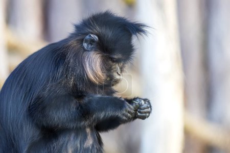 Foto de Little black monkey Black Mangabay - Lophocebus aterrimus - Imagen libre de derechos