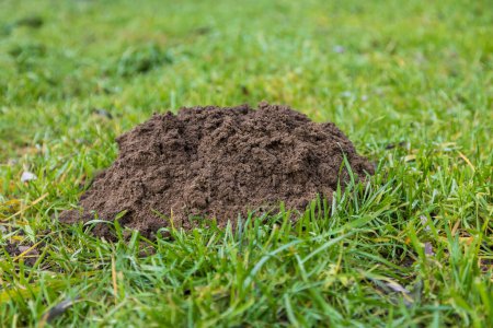 Foto de A mound of dirt - a mole from a mole in the green grass. - Imagen libre de derechos