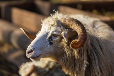 Foto de Wallachian sheep - a large ram with long fur and large horns. - Imagen libre de derechos