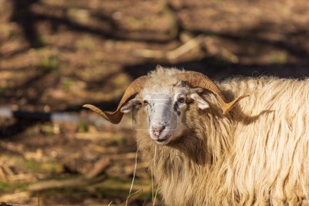 Foto de Wallachian sheep - a large ram with long fur and large horns. - Imagen libre de derechos