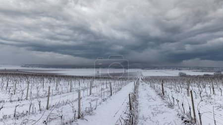 Téléchargez les photos : Beautiful winter landscape. A snowy vineyard can be seen in the foreground. In the background is the region of Plava in southern Moravia in the Czech Republic. There is fog and dramatic clouds - en image libre de droit