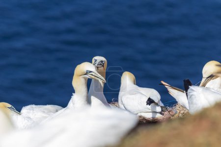 Foto de Wild bird in the wild Morus bassanus - Northern Gannet on the island of Helgoland on the North Sea in Germany (en inglés). El fondo es un buen bokeh - Imagen libre de derechos