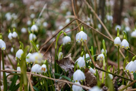 Frühling weiße Blume Bledule - Leucojum vernum mit grünen Blättern in wilder Natur im Auwald.