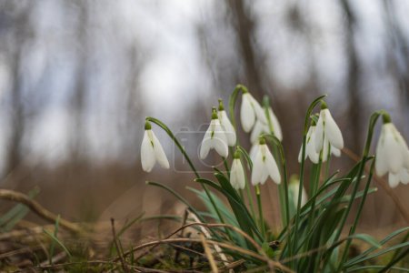 Photo for Snowdrop - Galanthus nivalis first spring flower. White flower with green leaves. - Royalty Free Image