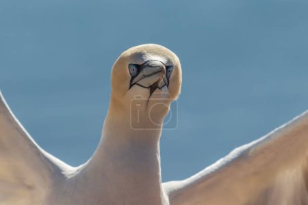 Photo for Wild bird in the wild Morus bassanus - Northern Gannet on the island of Helgoland on the North Sea in Germany. - Royalty Free Image