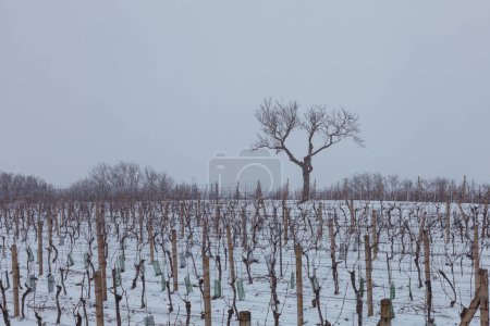 Téléchargez les photos : Winter landscape with a snowy vineyard in South Moravia in the Czech Republic - en image libre de droit