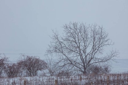 Téléchargez les photos : Winter landscape with a snowy vineyard in South Moravia in the Czech Republic - en image libre de droit