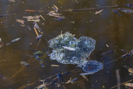 Téléchargez les photos : Œufs marinés de grenouilles à la surface de l'étang. La frite flotte à la surface près des roseaux. - en image libre de droit