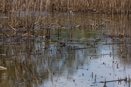 La surface de l'eau de l'étang. L'étang est envahi par de vieux roseaux.