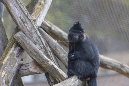 Téléchargez les photos : Little black monkey Black Mangabay - Lophocebus aterrimus - en image libre de droit