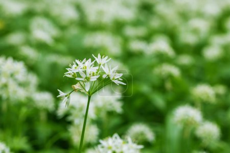 Photo for Medicinal plant Bear's garlic - Allium ursinum. Garlic has green leaves and white flowers. - Royalty Free Image