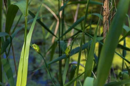 Téléchargez les photos : Hyla arborea - Grenouille verte sur une tige. Le fond est vert. La photo a un bon bokeh. Photo sauvage - en image libre de droit