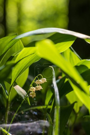 Lily of the valley - a white bell-shaped flower with green leaves.