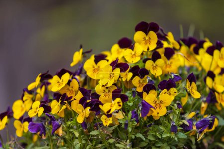 Téléchargez les photos : Belle fleur de balcon surplombant coloré Pansy - Viola - en image libre de droit