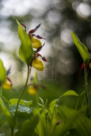Foto de Cypripedium calceolus - orquídea hermosa flor amarilla en hierba verde. Planta silvestre. Hermoso bokeh. - Imagen libre de derechos