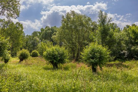 Photo for Beautiful landscape around the pond. Old beautiful willows - a willow grove in a meadow by the water. - Royalty Free Image