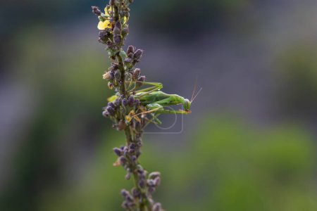Photo for Mantis - Mantis religiosa green animal sitting on a blade of grass in a meadow. - Royalty Free Image