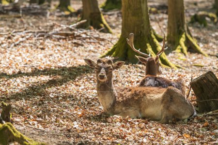 Photo for Fallow Deer - Dama dama lies on the ground in the leaves among the trees. - Royalty Free Image