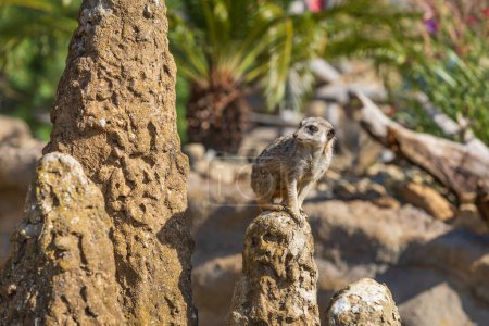 Photo for Meerkat - Suricata suricatta standing on a stone guarding the surroundings in sunny weather. Photo has nice bokeh. - Royalty Free Image