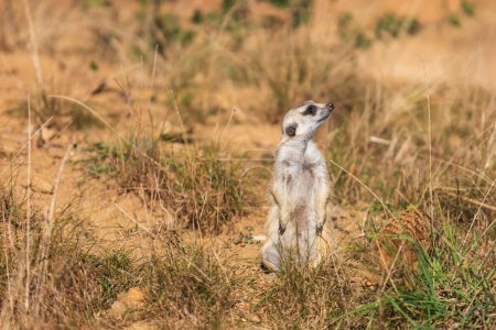Photo for Meerkat - Suricata suricatta standing on a stone guarding the surroundings in sunny weather. Photo has nice bokeh. - Royalty Free Image