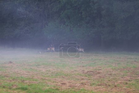Photo for Fallow Deer - Dama dama goes among the trees. Wild photo of nature. - Royalty Free Image