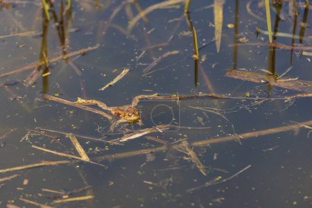 Foto de Una gran rana verde en su hábitat natural. Anfibio en el agua. Hermosa rana sapo. Bonito bokeh. - Imagen libre de derechos