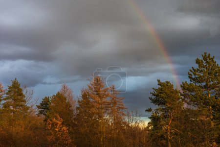 Photo for Landscape with rainbow. There is a colorful rainbow above the treetops. - Royalty Free Image