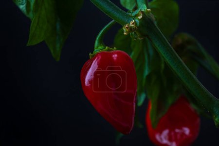 Foto de Primer plano de chile rojo Habanero creciendo en planta - Imagen libre de derechos