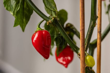 Photo for Hot Habanero pepper. Balcony flower. A green plant grown on a balcony. - Royalty Free Image