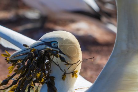 Téléchargez les photos : Oiseau sauvage dans la nature Morus bassanus - Fou de Bassan sur l'île de Helgoland en mer du Nord en Allemagne
. - en image libre de droit