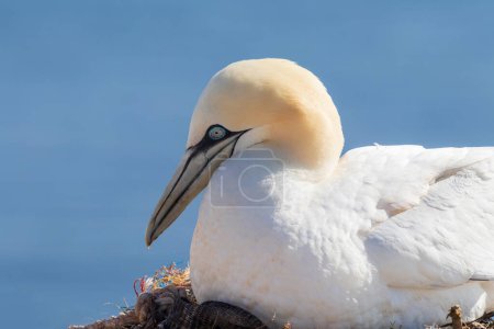 Téléchargez les photos : Oiseau sauvage dans la nature Morus bassanus - Fou de Bassan sur l'île de Helgoland en mer du Nord en Allemagne
. - en image libre de droit