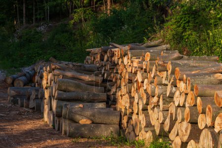 Téléchargez les photos : Cut wood by the meter is stacked and ready for heating for the winter. - en image libre de droit