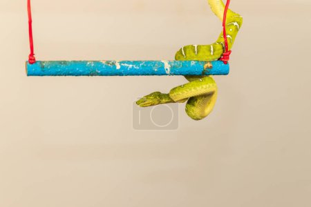 Foto de Corallus caninus - serpiente verde enrollada en una bola. - Imagen libre de derechos