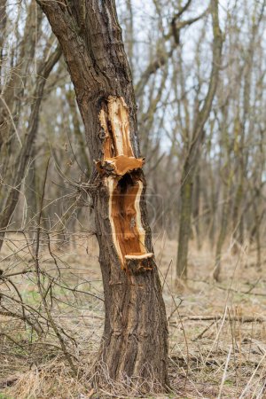 Téléchargez les photos : Le grand Acacia a un tronc endommagé - en image libre de droit