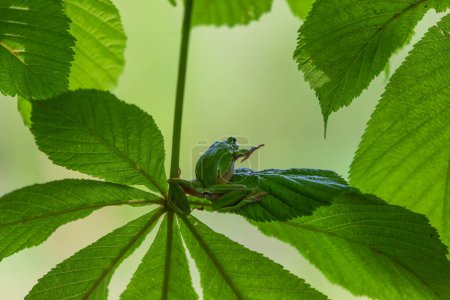 Hyla arborea Grüner Laubfrosch sitzt auf einem Baum mit grünem Hintergrund und schönem Bokeh