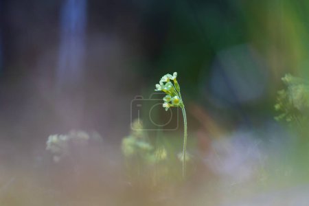 Blume der gelben Primeln auf einer Wiese im grünen Gras