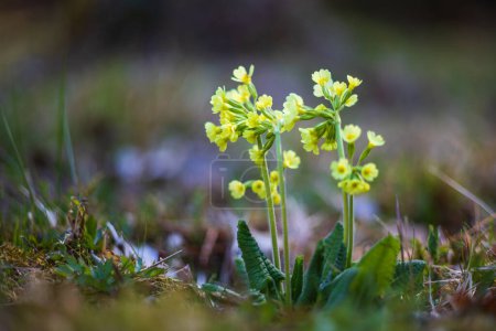 Flower of yellow primroses on a meadow in green grass