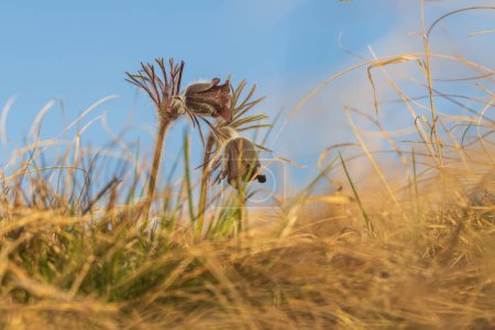 Fleur pourpre printanière dans la prairie - Sauterelle - Pulsatilla pratensis au coucher du soleil.