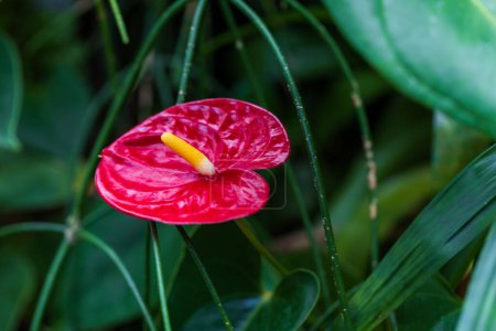 Red Anthurium with surrounding green leaves and nice bokeh.