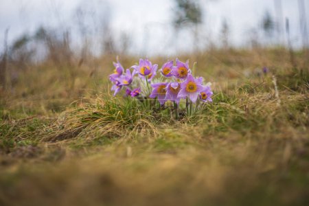 Hermosa flor de primavera púrpura en el prado - Pulsatilla grandis. Fotografiado con una lente vieja y una cámara sin espejo