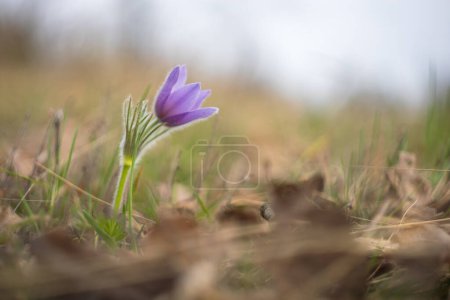 Schöne lila Frühlingsblume auf der Wiese - Pulsatilla grandis. Fotografiert mit einem alten Objektiv und einer spiegellosen Kamera