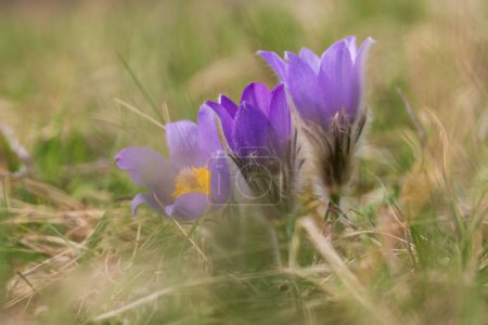 Hermosa flor de primavera púrpura en el prado - Pulsatilla grandis. 