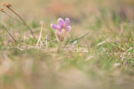 Hermosa flor de primavera púrpura en el prado - Pulsatilla grandis.