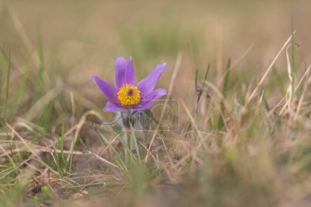 Schöne lila Frühlingsblume auf der Wiese - Pulsatilla grandis. 