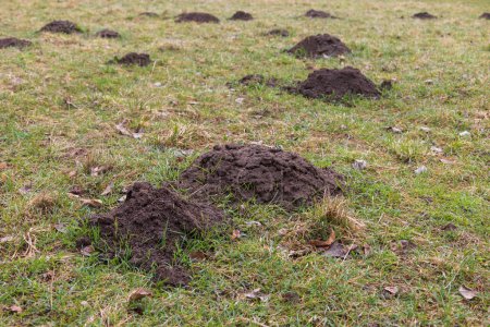 A mound of dirt - a mole from a mole in the green grass. Garden pests