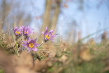 Hermosa flor de primavera púrpura en el prado - Pulsatilla grandis. 